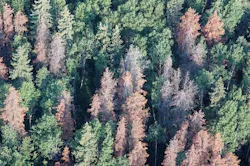 Canadian forest from the air Canadian forest from the air