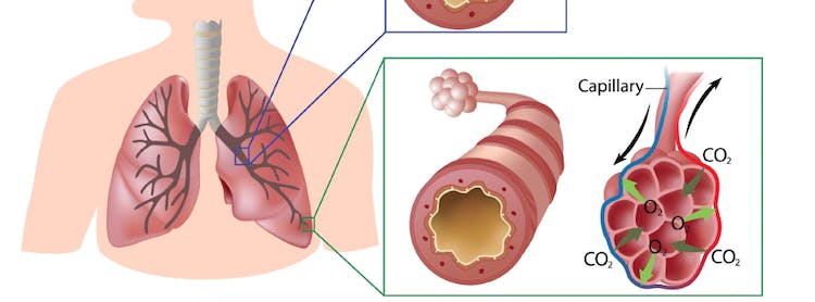 Illustration: shutterstock.com / Alila Medical Media