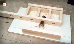 test to show how small of a hole mice can squeeze through test to show how small of a hole mice can squeeze through