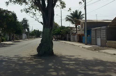 66fd82053cabd90784a66882 Guasangotreehoriz