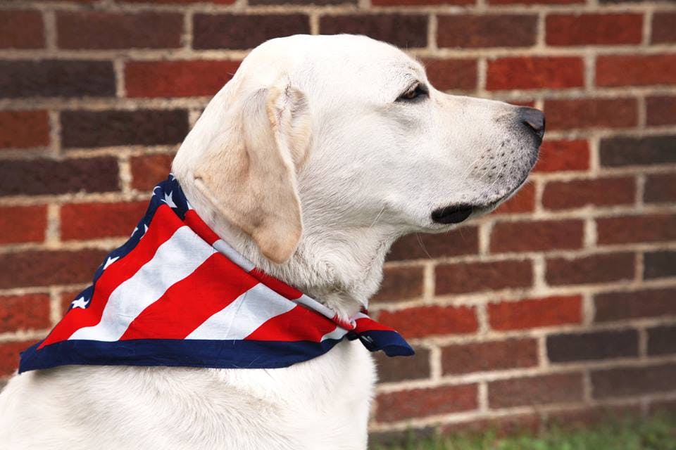 July 4 Dog 0