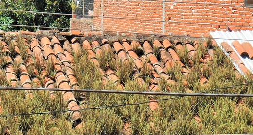 66fd8231acb26d2033123021 Greenroof