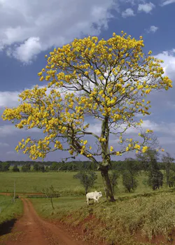 Ipe%cc%82 %28 Avare%cc%81%29 Refon 0 Ipe%cc%82 %28 Avare%cc%81%29 Refon 0