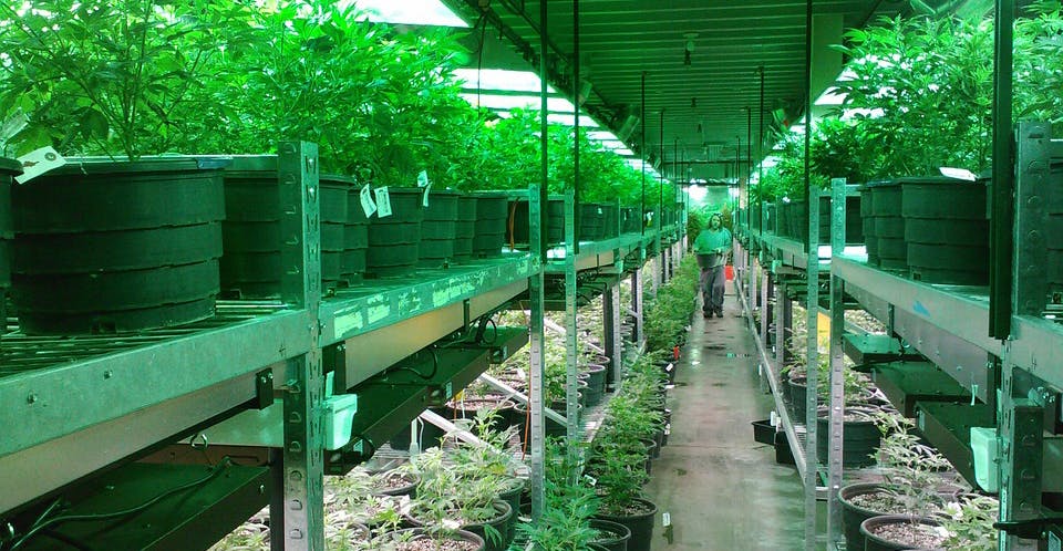 image of marijuana grow room