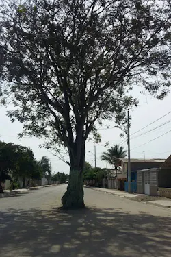 Guasango Tree Guasango Tree