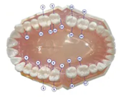 Figure 6 Furcation Chart Figure 6 Furcation Chart