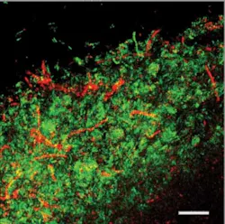 Pennwell web 330 327 Pennwell web 330 327