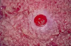 Th 2105rdhcs Th 2105rdhcs