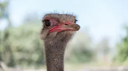 Dreamstime Xxl 147390161 Dreamstime Xxl 147390161