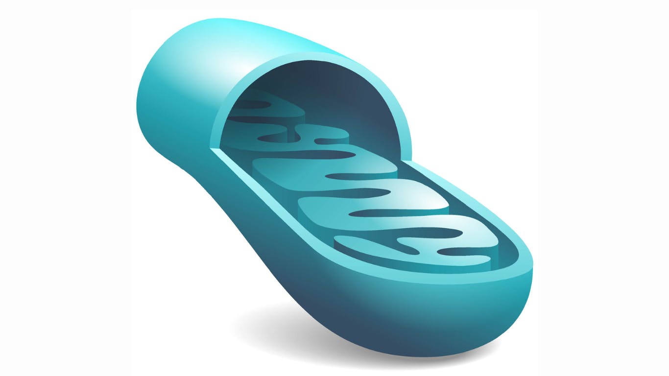 mitochondrial dysfunction, periodontitis, and systemic disease