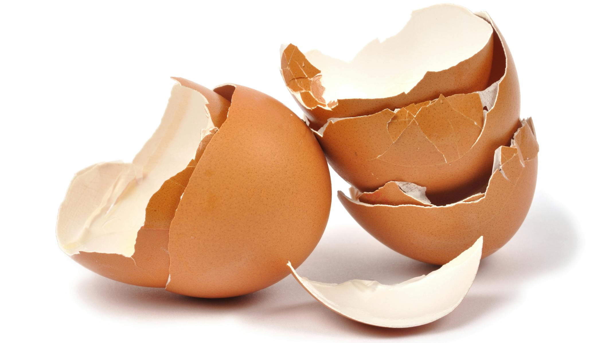 eggshells can be valuable in dentistry as hydroxyapatite
