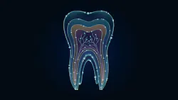 illustration of a tooth illustration of a tooth