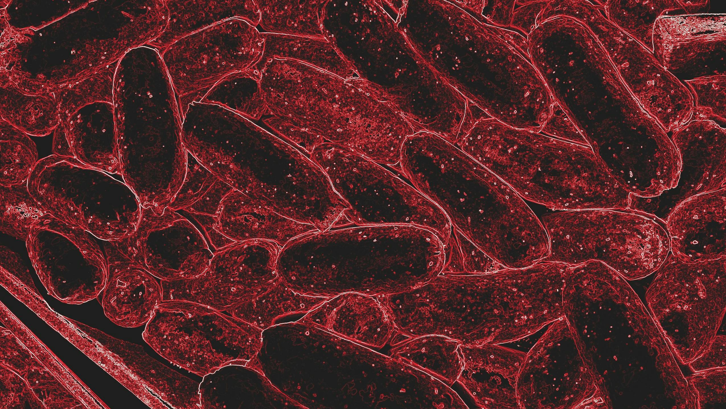 image of the bacteria Tannerella forsythia