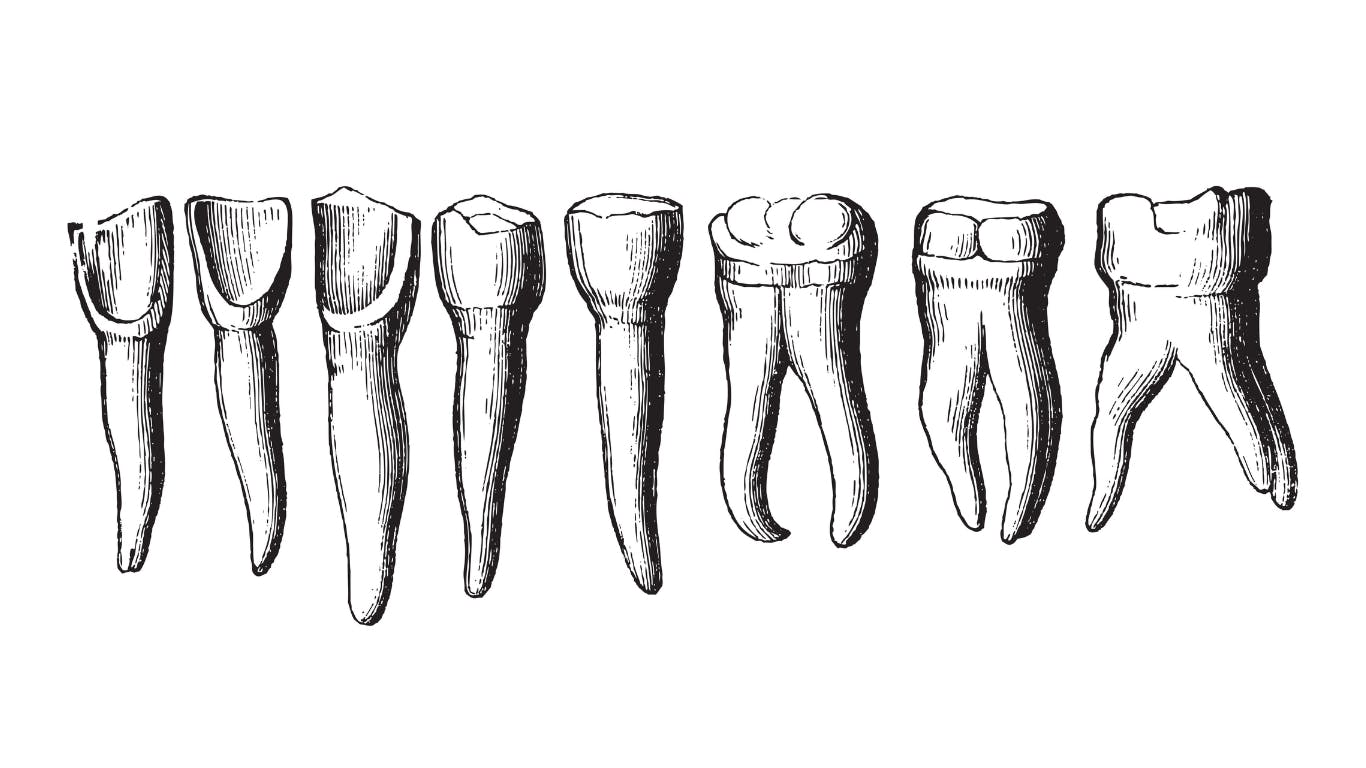illustration of teeth