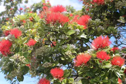 Ohia-Tree-Red-Lehua-3-MS Ohia-Tree-Red-Lehua-3-MS