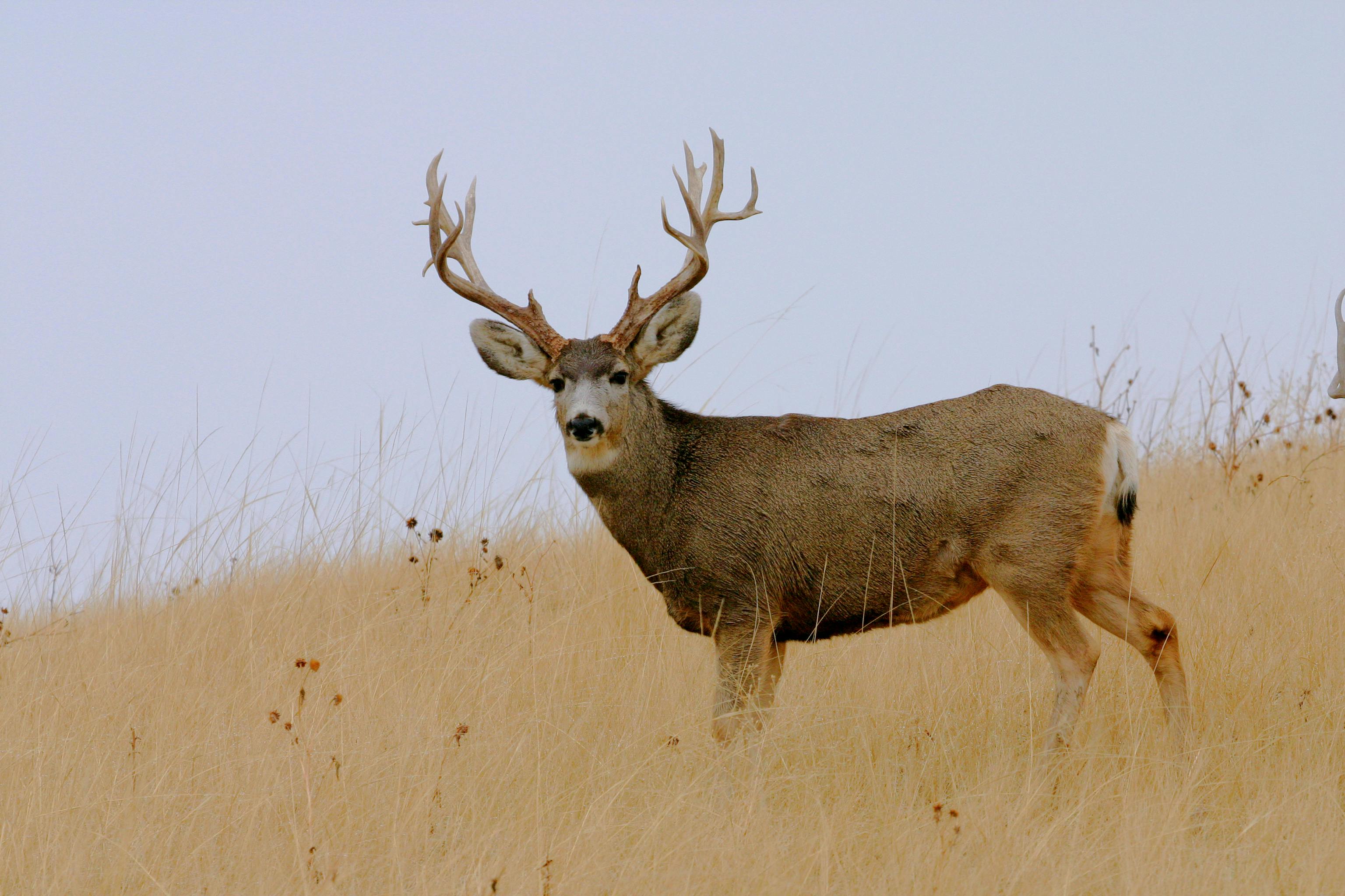 A large, male mule deer in a grassland.