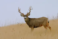 A large, male mule deer in a grassland. A large, male mule deer in a grassland.