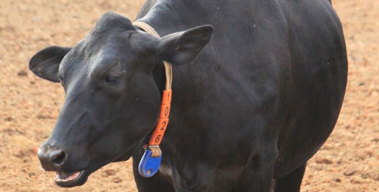 1660252896821 Siblogchitaledairy3cow2