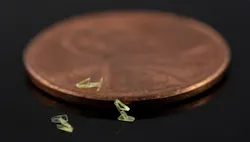 1660318111177 Glaucomastent 1660318111177 Glaucomastent