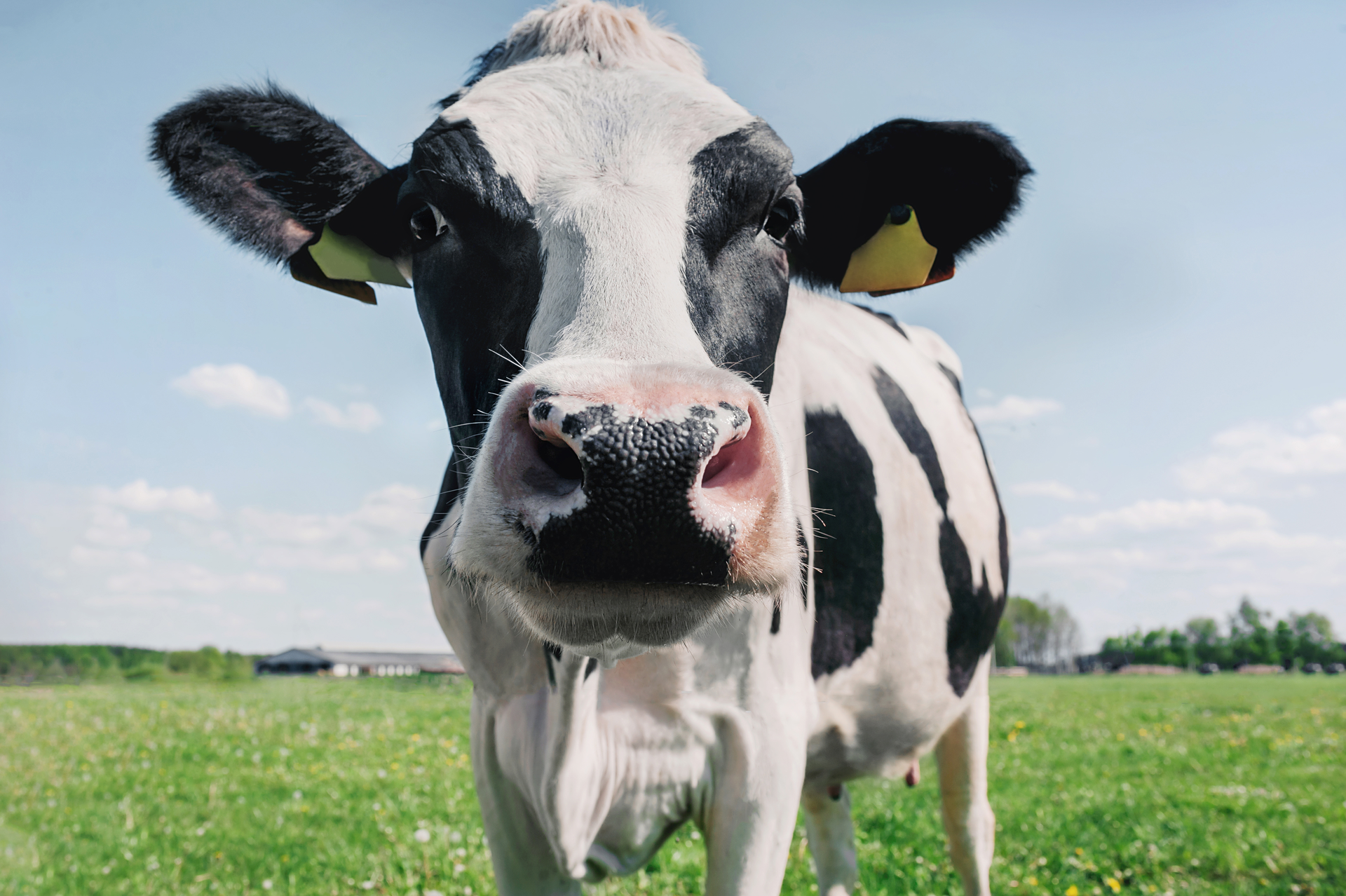H Dairy 6373a4266f01e