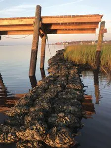 Ec1905 26 225x300 Ec1905 26 225x300