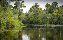 Bayou 439881 1920