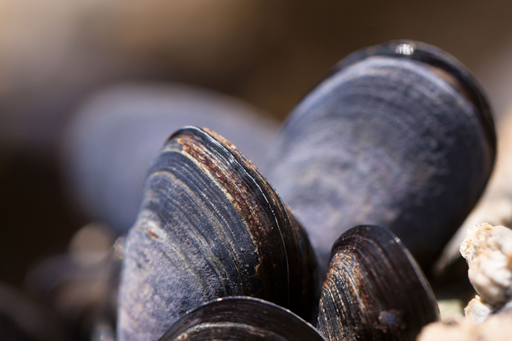 Mussels 419052 1920