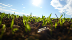 Grass 1148913 1920