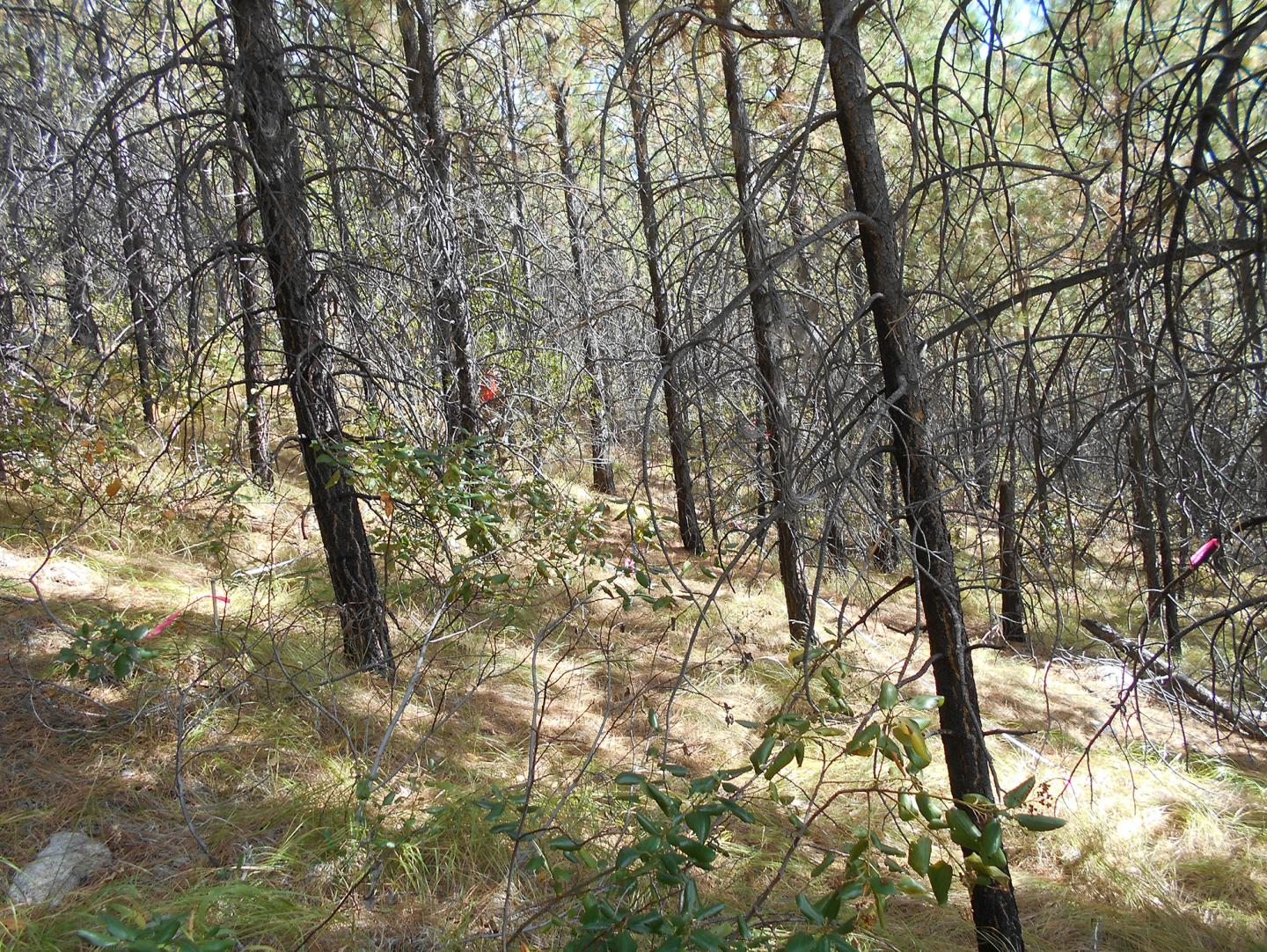 Area of the Entiat Experimental Forest that was logged, reseeded, and managed after the1970 wildfire.