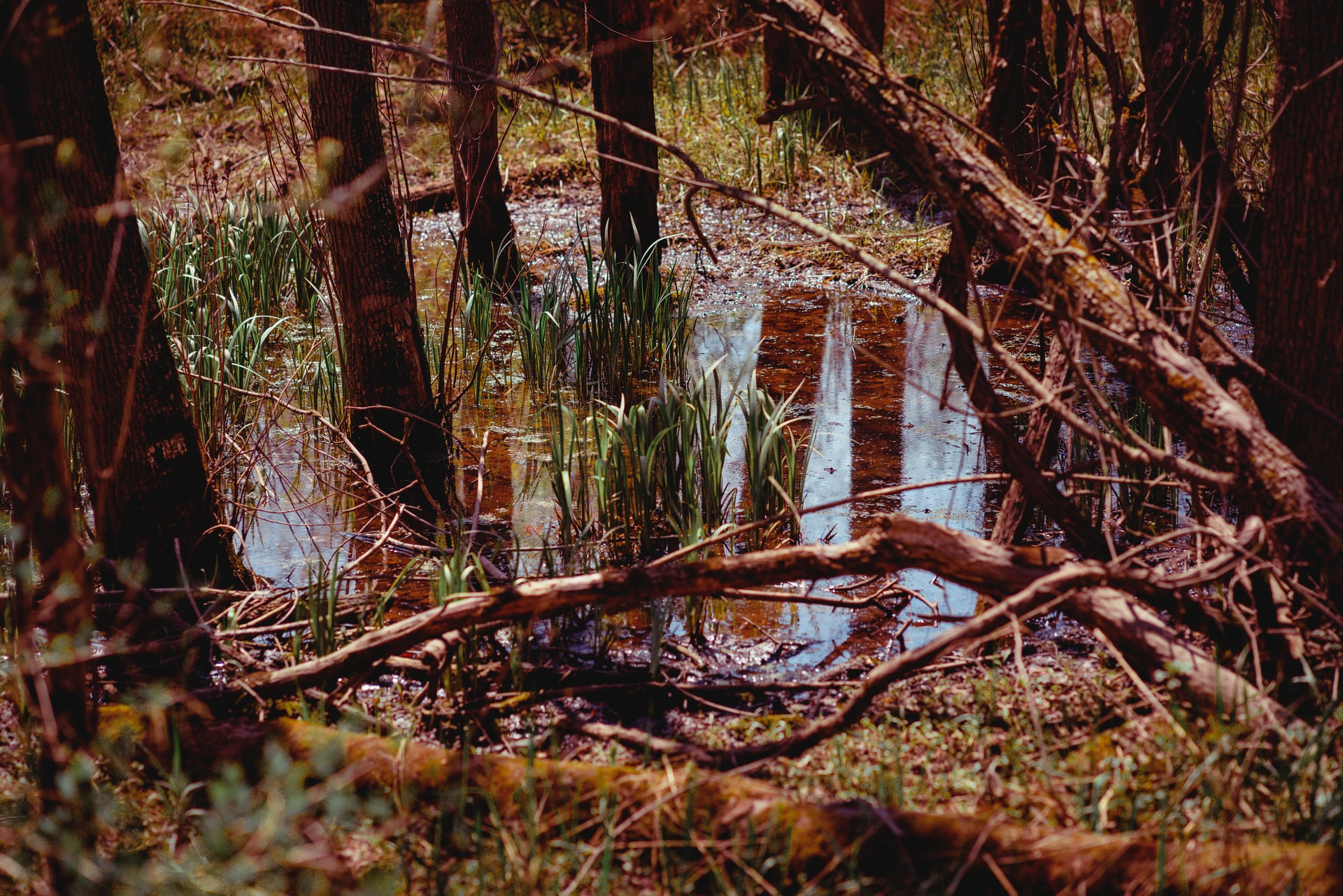 Alex Simpson O Je Gd Pd Yz8 Unsplash 5ec5b972cb113