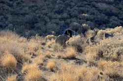 Along I-580 in Reno, Nevada, a drainage outlet empties into an area that has been seeded with native plants. Along I-580 in Reno, Nevada, a drainage outlet empties into an area that has been seeded with native plants.