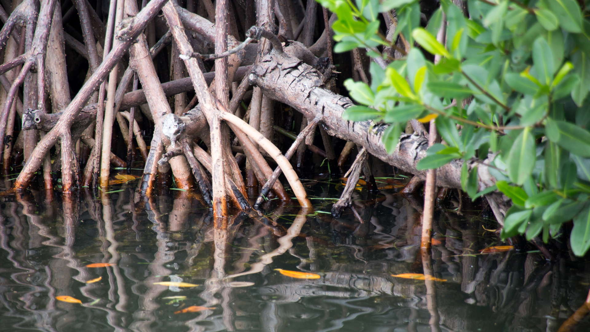 Mangrove roots in the Florida Keys.