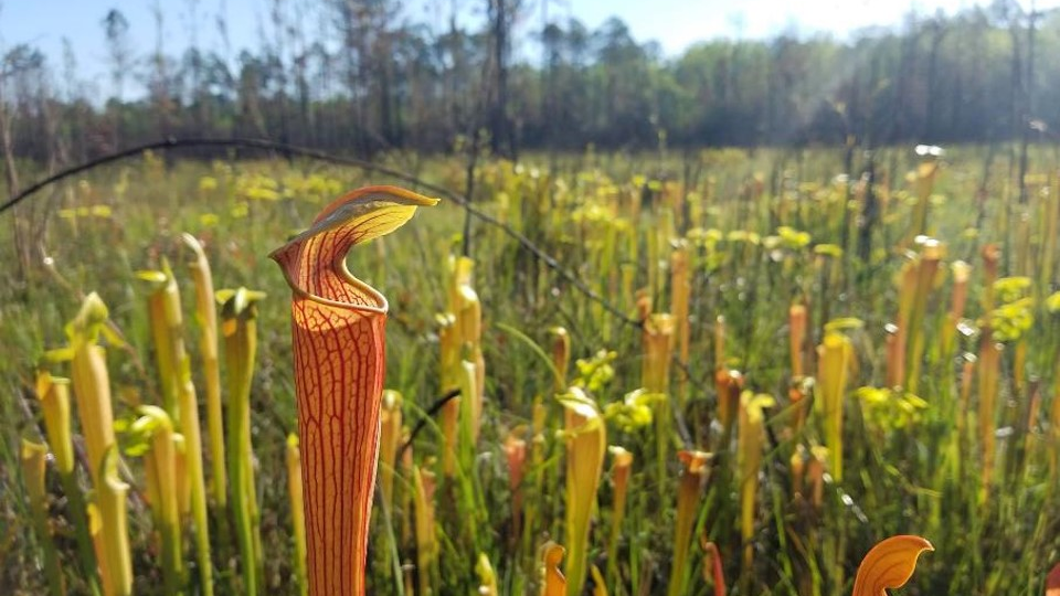 Hydrophytic vegetation is one of three factors addressed using the ADS.