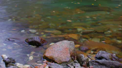 Dreamstime Xxl 6716584 628f7f852fc33 Dreamstime Xxl 6716584 628f7f852fc33