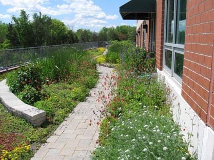 1654811483481 Thirsty Duck 1