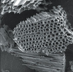 1654812005207 Biocharsem