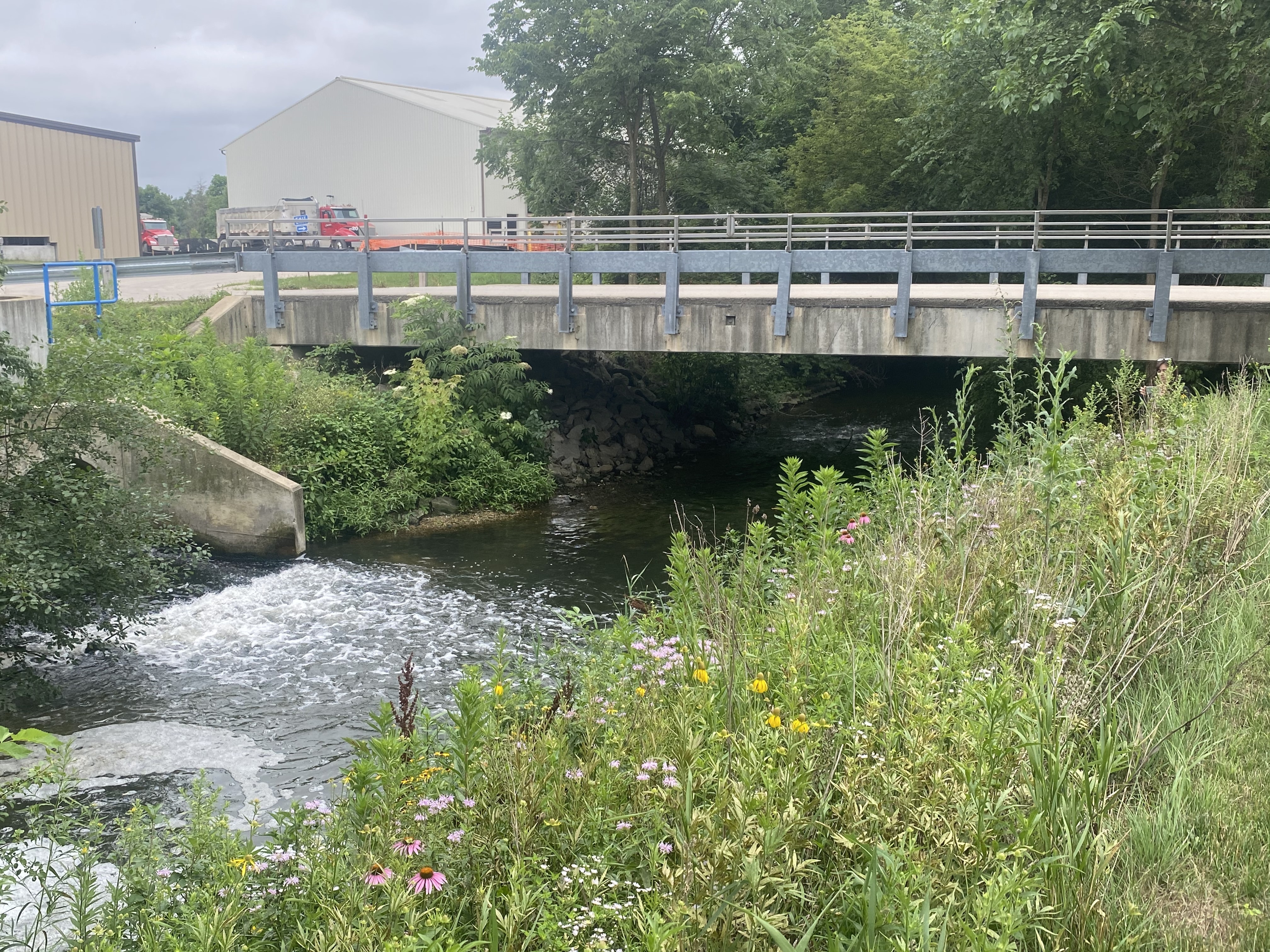 1654813583517-stormwatervegetation