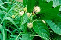 1655260217480 Raingarden3