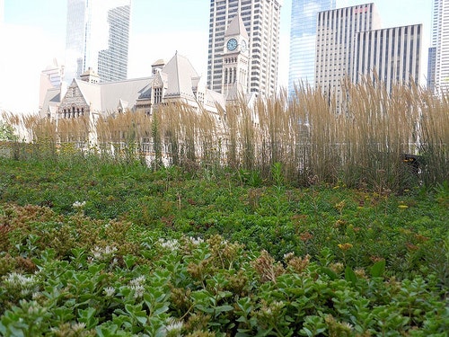 1655260226534 Greenroof 0