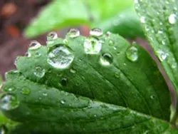 1655260511906 Leaf 6 1655260511906 Leaf 6