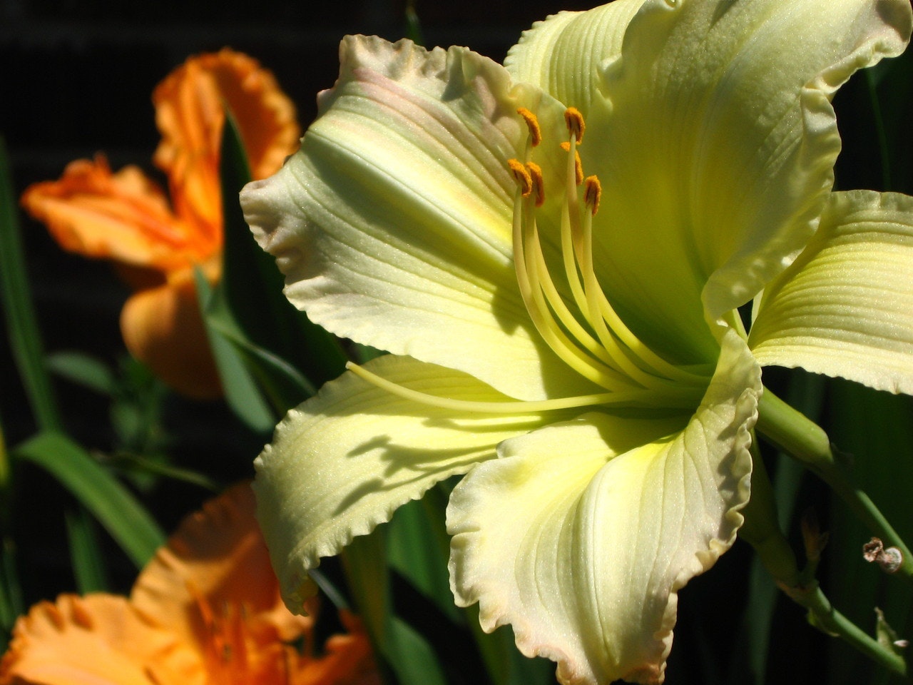 1655260605782 Rainwater Gardens