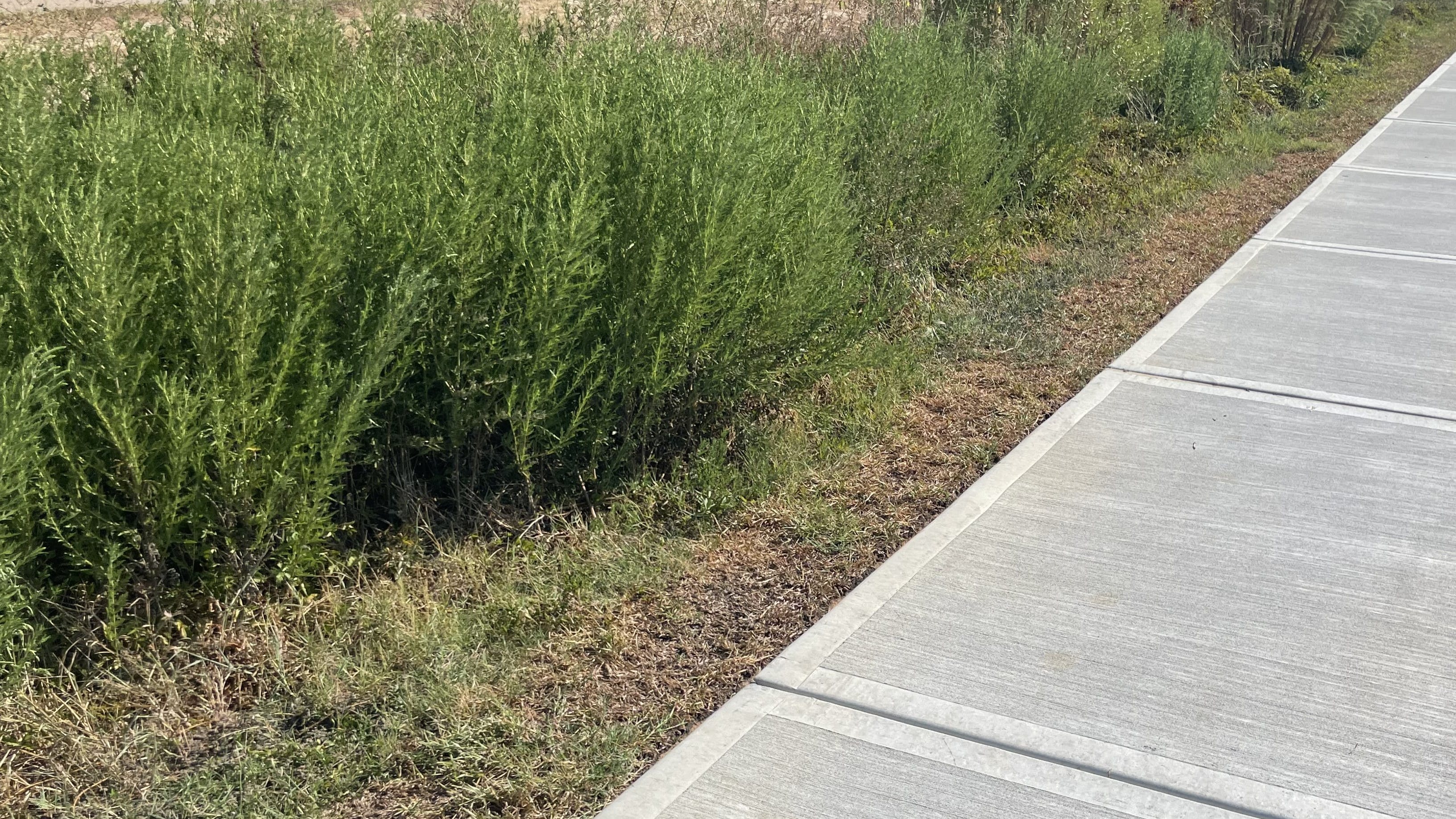 Bioswale natural vegetation plantings