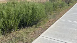 Bioswale natural vegetation plantings Bioswale natural vegetation plantings