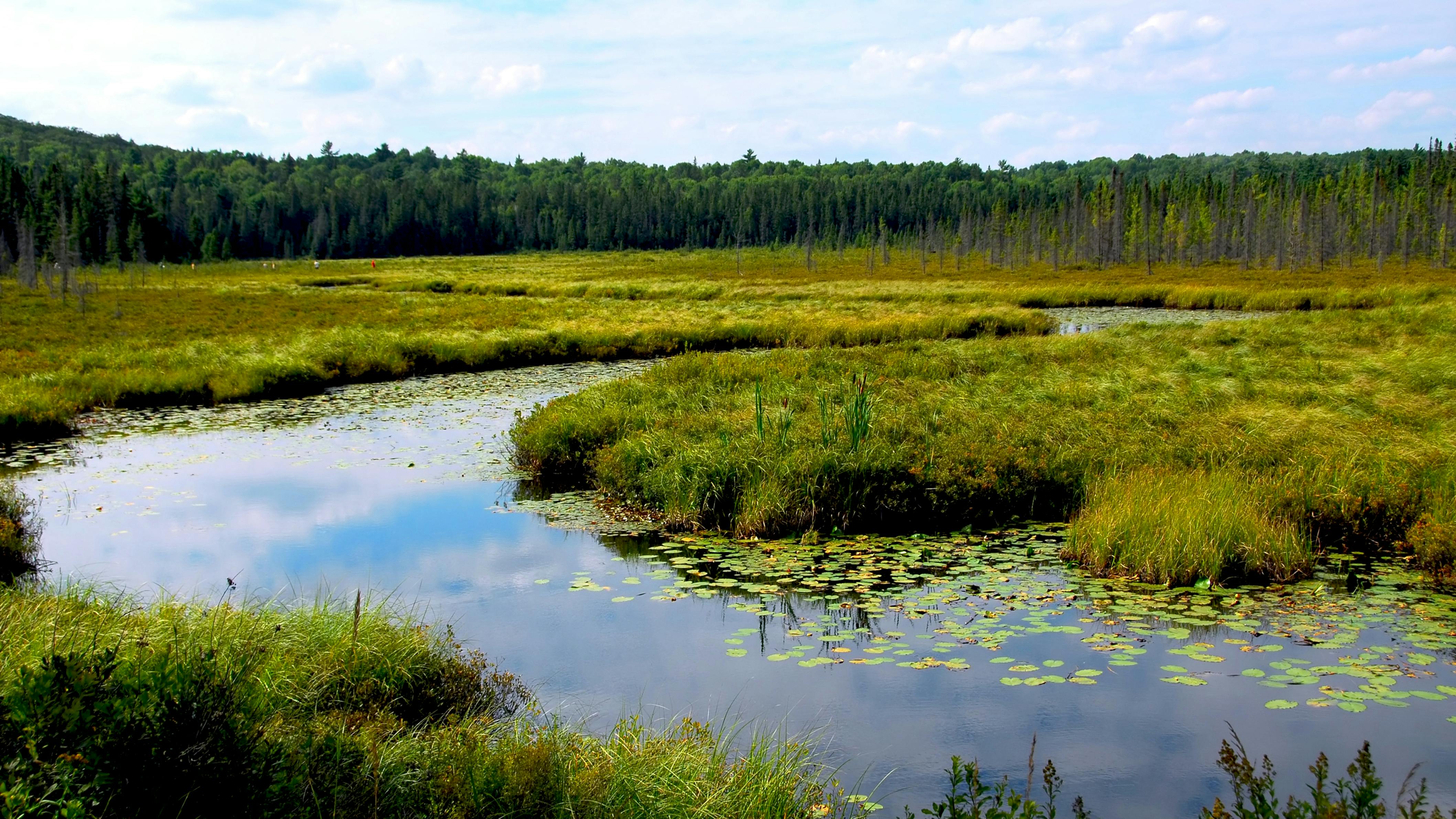 Wetlands landscape in Algonquin provincial park, Canada.