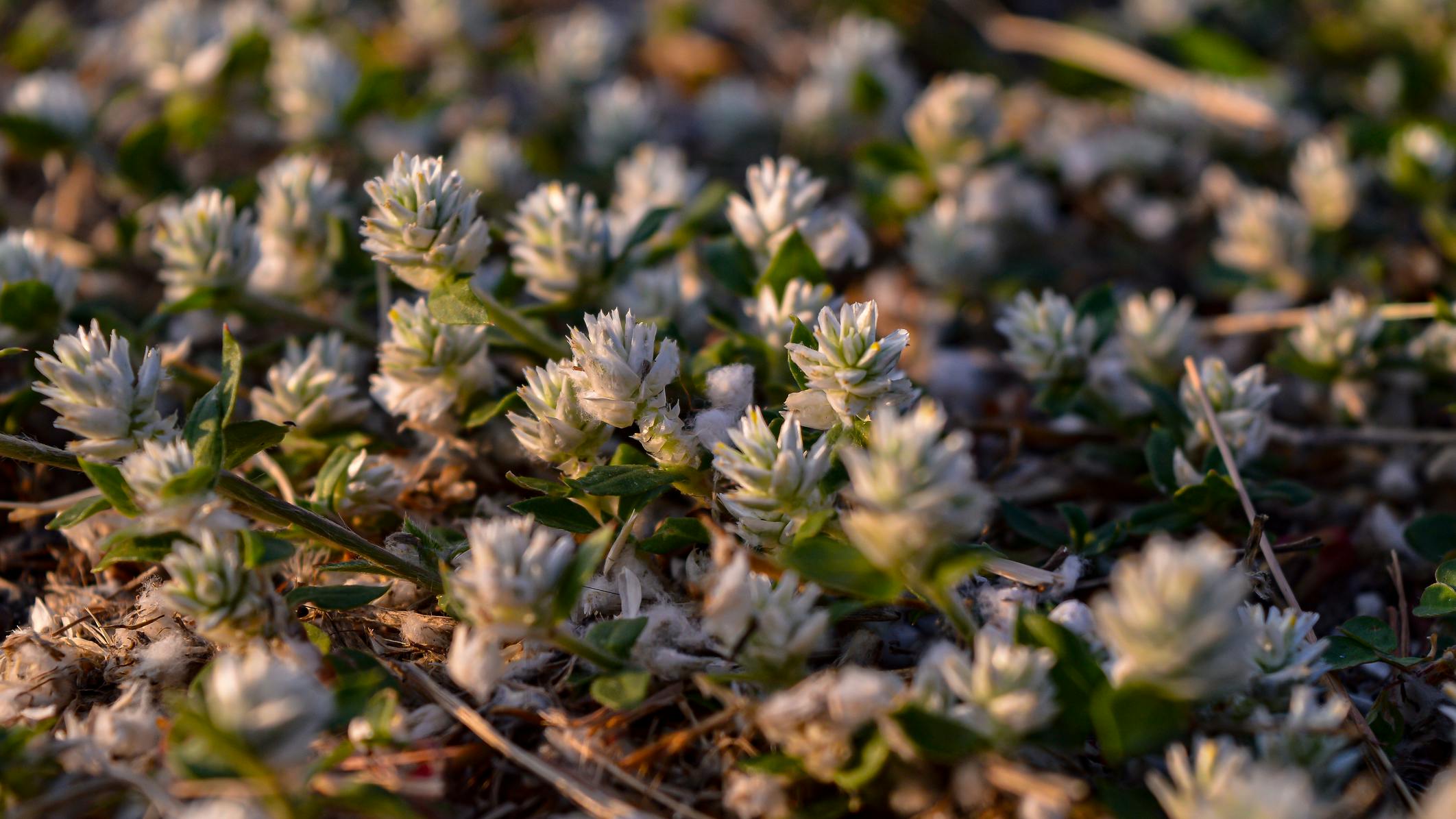 Alternanthera philoxeroides, commonly referred to as alligator weed. Description. Alligator weed is an emergent perennial with a hollow, trailing stem which often forms floating mats. The leaves are 1. 5 to 3 inches long and grow opposite each other along the stem.
