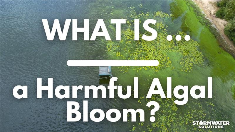 Blooming blue-green algae
