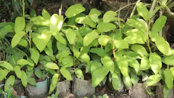 Green Arrow arum plant on farm Green Arrow arum plant on farm