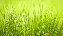 Juncus effusus in rain Juncus effusus in rain