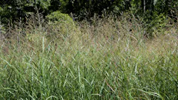 Heavy Metal Panicum ornamental grasses Heavy Metal Panicum ornamental grasses