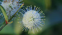 Buttonbush (Cephalanthus occidentalis) Flower Buttonbush (Cephalanthus occidentalis) Flower